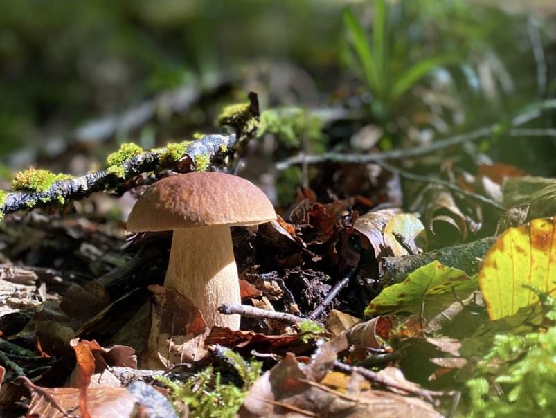 5-Asturias-setas-boletus